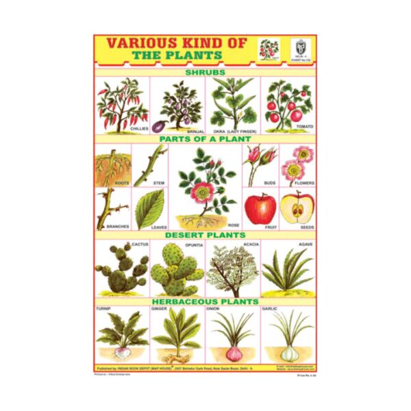 Herbs & Shrubs – Cut & Paste Educational Chart Paper