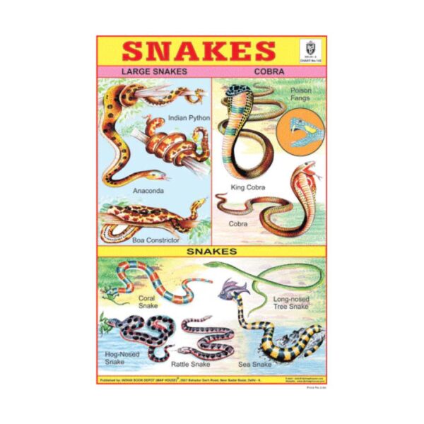 Snakes – Cut & Paste Educational Chart Paper