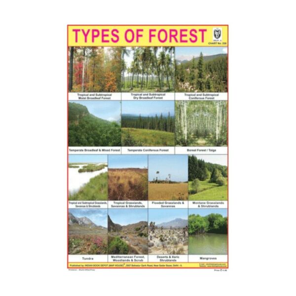 Types of Forests – Cut & Paste Educational Chart Paper